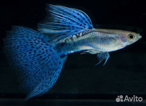 Гуппи Голубая трава и Эндлеры
