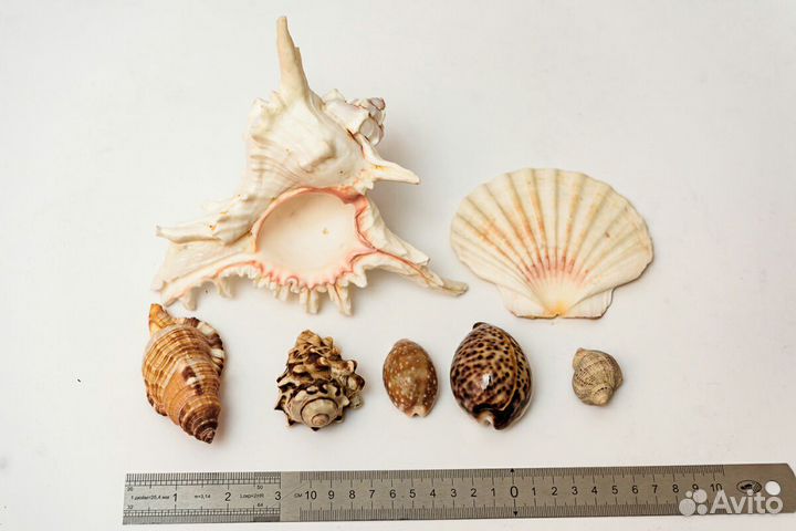 Морские раковины