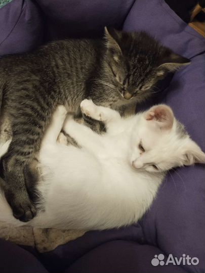 Кошка в дар бесплатно