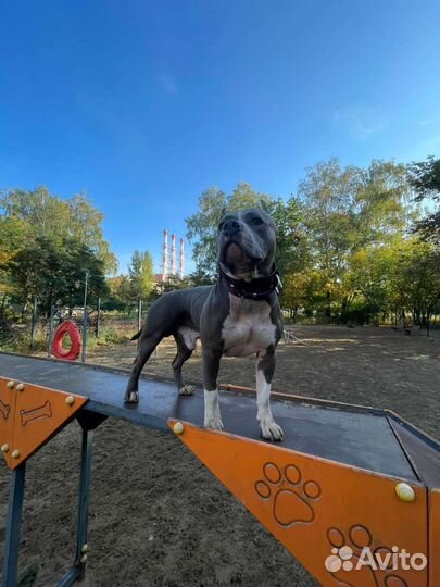 Вязка американский стаффордширский терьер