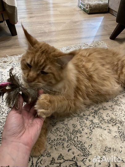 Мейн-кун вязка