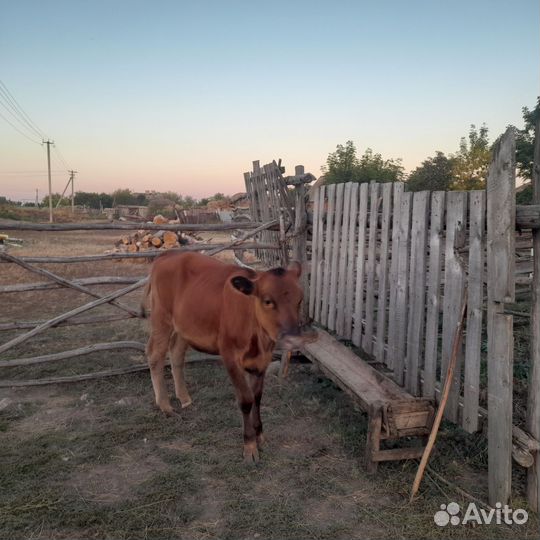 Две коровы две тёлочки два бычка