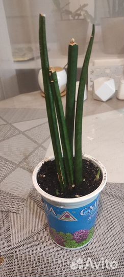 Сансевиерия цилиндрика