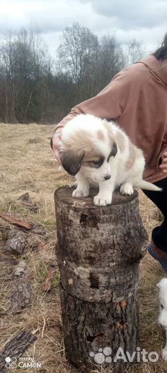 Продаются щенки сао