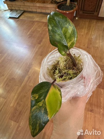 Филодендроны ред эмеральд, вайт кнайт