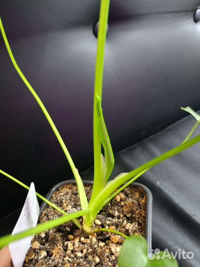 Филодендрон Селло