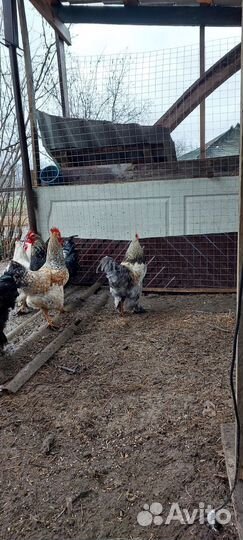 Петухи брама