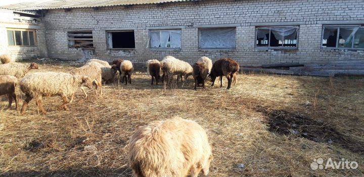 Овцы покрытые