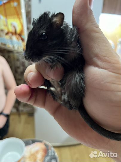 Монгольская песчанка