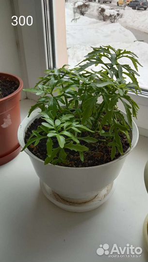 Комнатные растения цветы