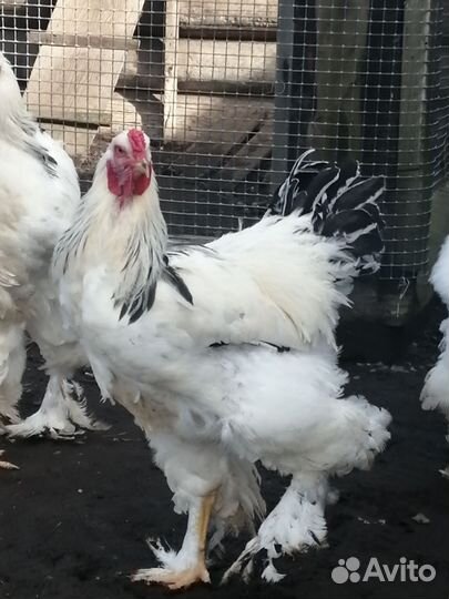 Петух брама