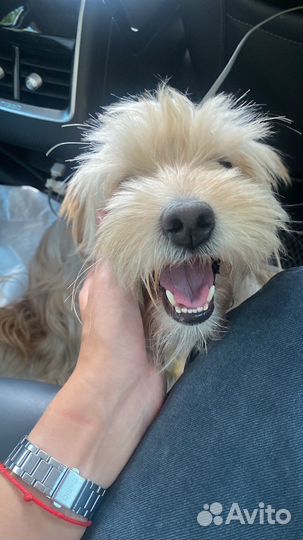 Собаки бесплатно