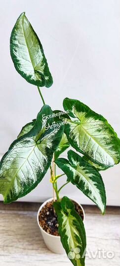 Сингониум Wendlandii White Center