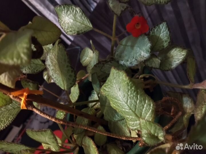 Цветок эписция, декор интерьера, подарок