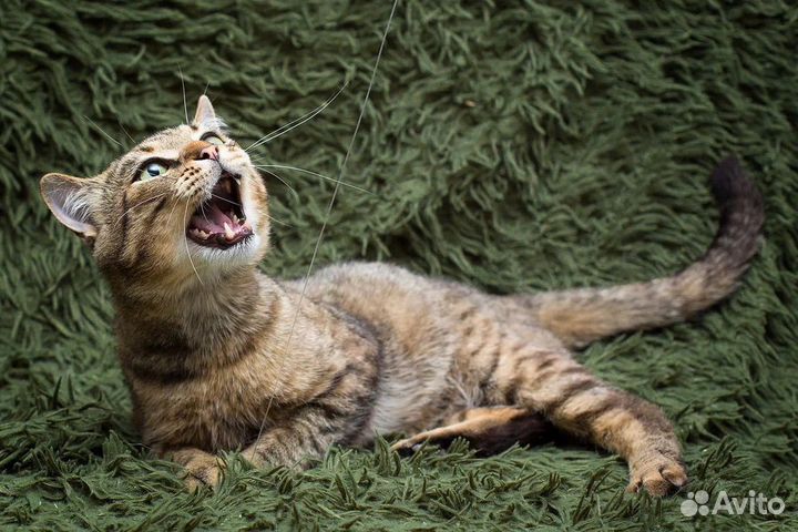 Кот -Барон ищет дом в дар в добрые руки