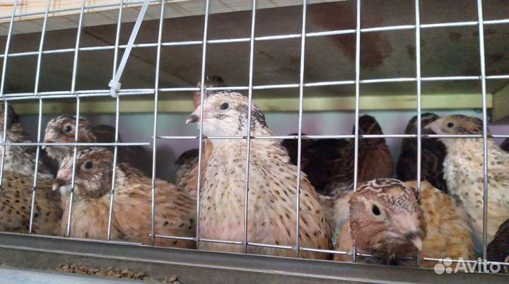Перепела продажа