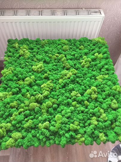 Панно из стабилизированного мха, ягель