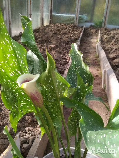 Домашние цветы