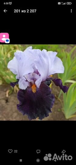 Ирисы бородатые