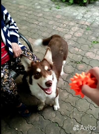 Кобель для вязки