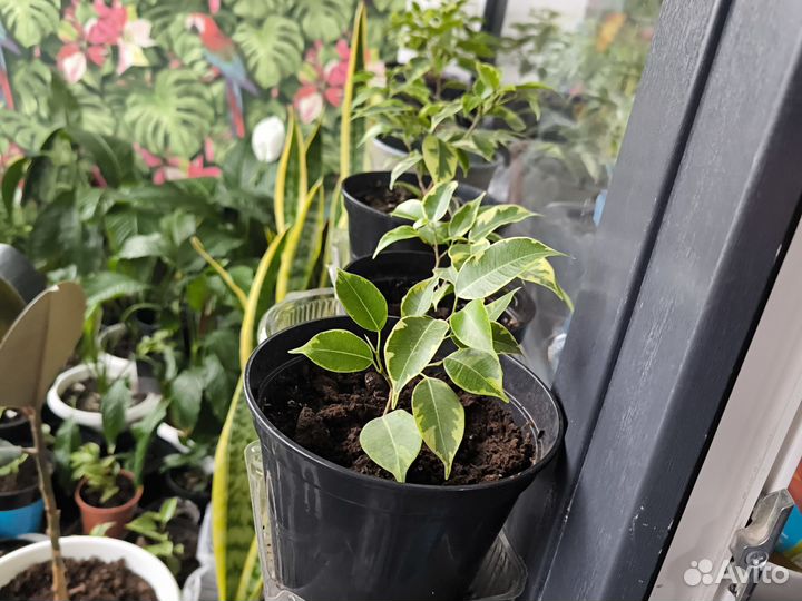 Фикус бенджамина пестролистный