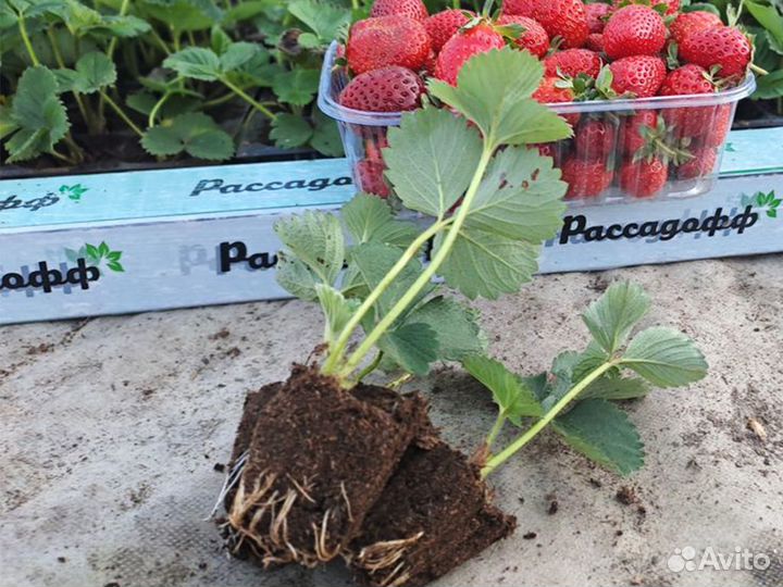 Рассада клубники. Фриго