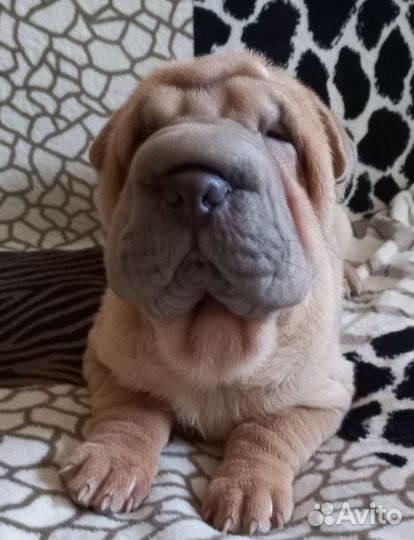 Очаровательная девочка шарпей