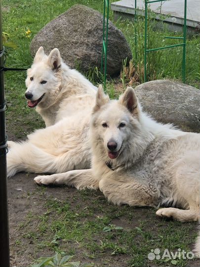 Щенки белой швейцарской овчарки