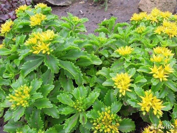 Очиток Султан