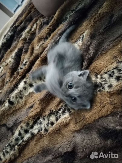 Британские вислоухие котята