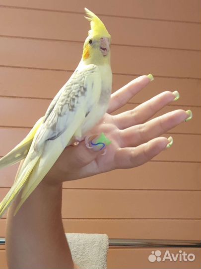 Попугай корелла