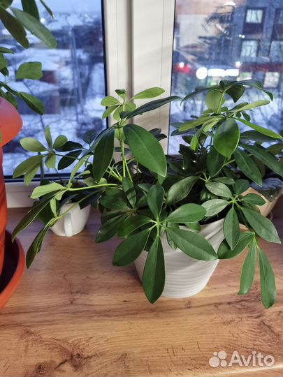 Комнатные цветы шефлера