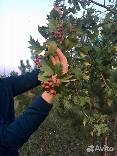 Саженцы декоративного дерева рябины