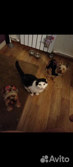 Продаем щенка девочку Йорка