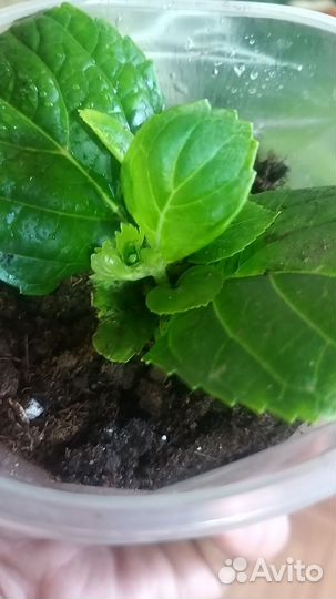 Гортензия крупнолистная Pink