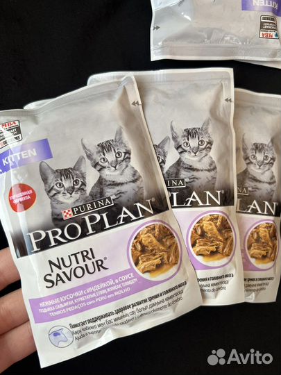Pro plan для котят