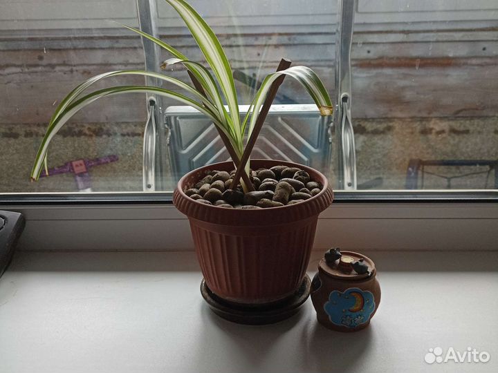 Хлорофитум