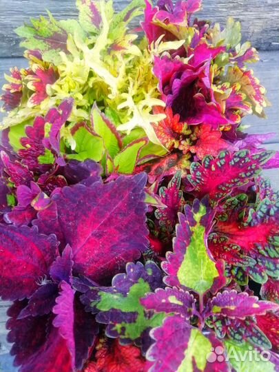 Колеусы сортовые