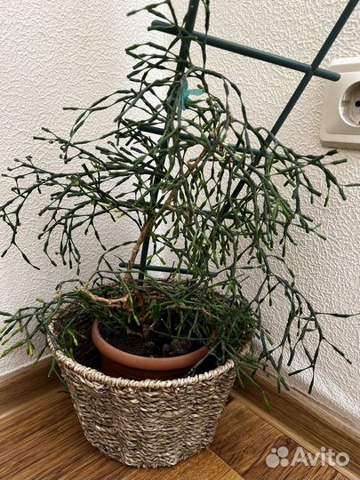 Хатиора/суккулент