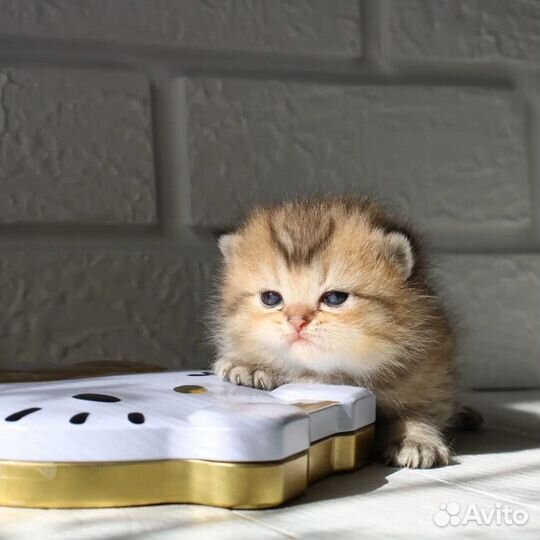 Британские котята золотая шиншилла