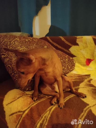 Цвергпинчер