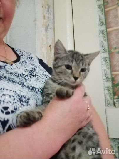 Домик для кошки