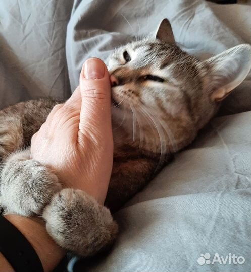 Передержка (домашняя) кошек и собак мелких порд