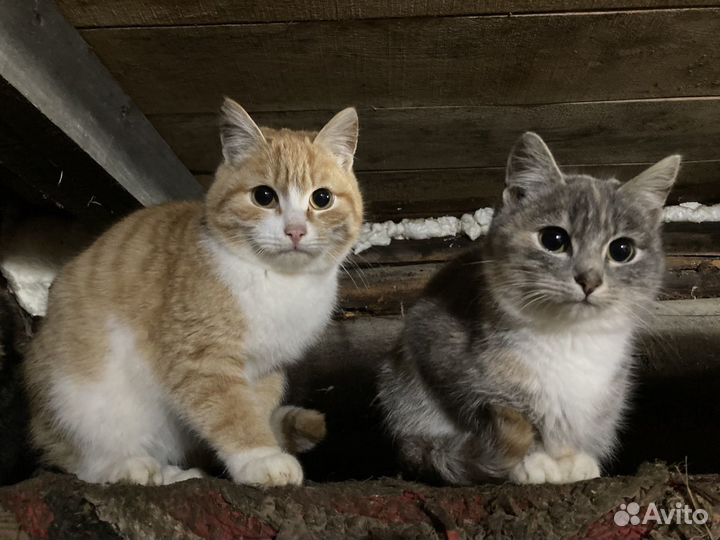 Коты,котята в хорошие руки