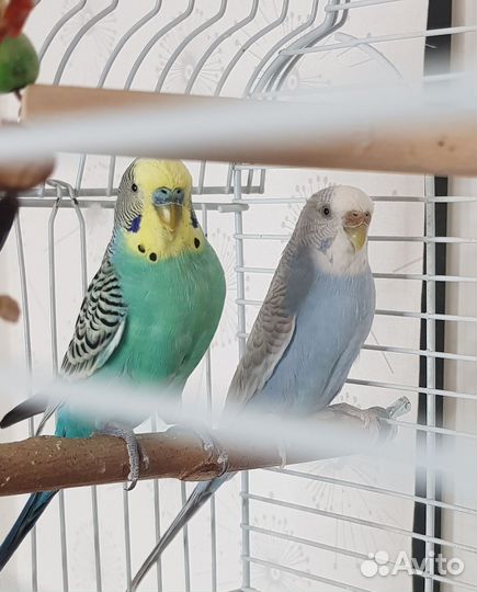 Парочка попугаев