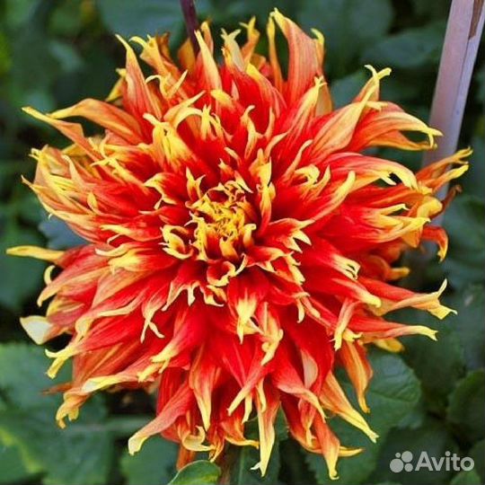 Черенки сортовых георгин (часть 3 )