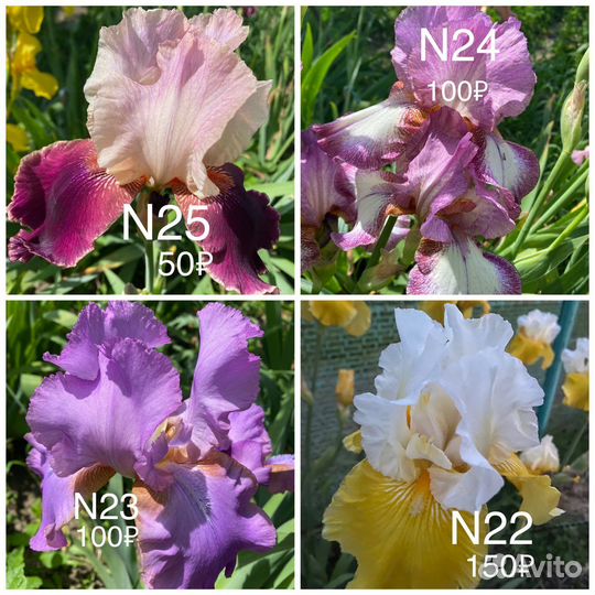 Ирисы бородатые