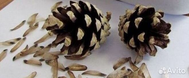 Семена сосны обыкновенной