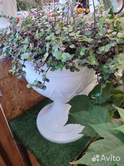 Каллизия в кашпо