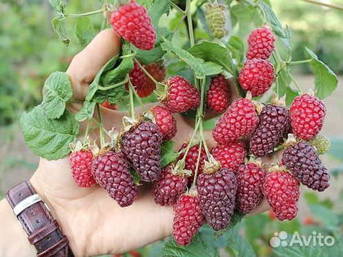 Саженцы малины ежемалины